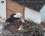 Capi_Dubne_20250603_053003.jpg
