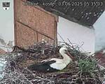 Capi_Dubne_20250603_053503.jpg