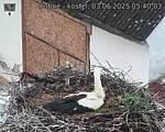 Capi_Dubne_20250603_054003.jpg