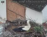 Capi_Dubne_20250603_054503.jpg