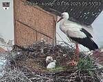 Capi_Dubne_20250603_055503.jpg