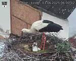 Capi_Dubne_20250603_060002.jpg