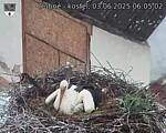 Capi_Dubne_20250603_060502.jpg