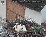 Capi_Dubne_20250603_061003.jpg