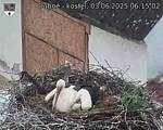 Capi_Dubne_20250603_061502.jpg