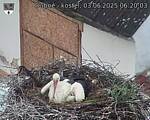 Capi_Dubne_20250603_062003.jpg