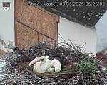 Capi_Dubne_20250603_062503.jpg