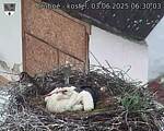 Capi_Dubne_20250603_063003.jpg