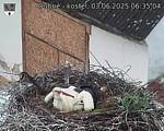 Capi_Dubne_20250603_063504.jpg