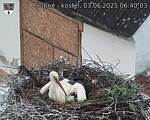 Capi_Dubne_20250603_064003.jpg