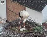 Capi_Dubne_20250603_064503.jpg