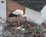 Capi_Dubne_20250603_065003.jpg