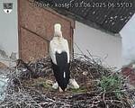 Capi_Dubne_20250603_065503.jpg