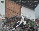 Capi_Dubne_20250603_070504.jpg