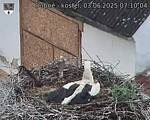 Capi_Dubne_20250603_071004.jpg