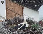 Capi_Dubne_20250603_071504.jpg