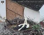Capi_Dubne_20250603_072003.jpg