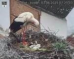 Capi_Dubne_20250603_072503.jpg