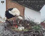 Capi_Dubne_20250603_073003.jpg