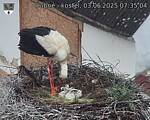 Capi_Dubne_20250603_073504.jpg