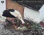 Capi_Dubne_20250603_074503.jpg