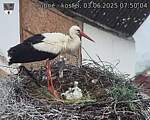 Capi_Dubne_20250603_075004.jpg