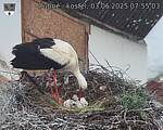 Capi_Dubne_20250603_075503.jpg