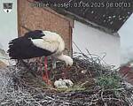 Capi_Dubne_20250603_080003.jpg