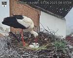 Capi_Dubne_20250603_080504.jpg