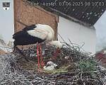 Capi_Dubne_20250603_081003.jpg