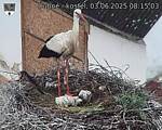 Capi_Dubne_20250603_081503.jpg