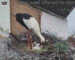 Capi_Dubne_20250603_082004.jpg
