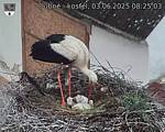 Capi_Dubne_20250603_082503.jpg