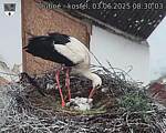Capi_Dubne_20250603_083003.jpg