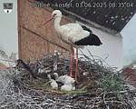 Capi_Dubne_20250603_083504.jpg