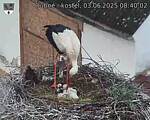Capi_Dubne_20250603_084002.jpg