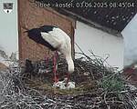 Capi_Dubne_20250603_084504.jpg