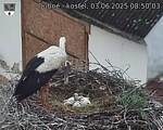 Capi_Dubne_20250603_085003.jpg