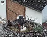 Capi_Dubne_20250603_085503.jpg