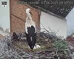 Capi_Dubne_20250603_090003.jpg