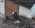 Capi_Dubne_20250603_091003.jpg