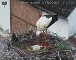 Capi_Dubne_20250603_092003.jpg