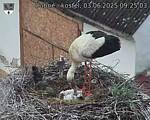 Capi_Dubne_20250603_092503.jpg