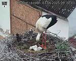 Capi_Dubne_20250603_093003.jpg