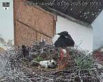 Capi_Dubne_20250603_093503.jpg
