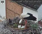 Capi_Dubne_20250603_094003.jpg