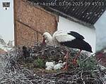 Capi_Dubne_20250603_094503.jpg