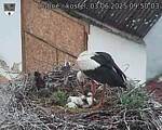 Capi_Dubne_20250603_095003.jpg