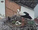 Capi_Dubne_20250603_095503.jpg