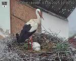 Capi_Dubne_20250603_100002.jpg